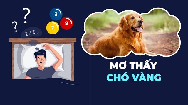 Tìm hiểu ý nghĩa tốt xấu qua giấc mơ thấy chó vàng